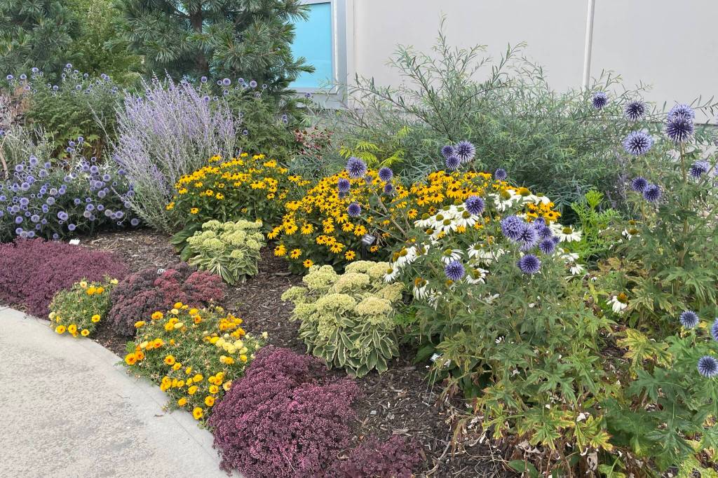 Castlegar Communities in Bloom hosting xeriscape workshop The Okanagan Xeriscape Association’s xeriscape demonstration garden on Gordon Drive in Kelowna, adjacent to the H2O Adventure + Fitness Centre. (Judie Steeves)