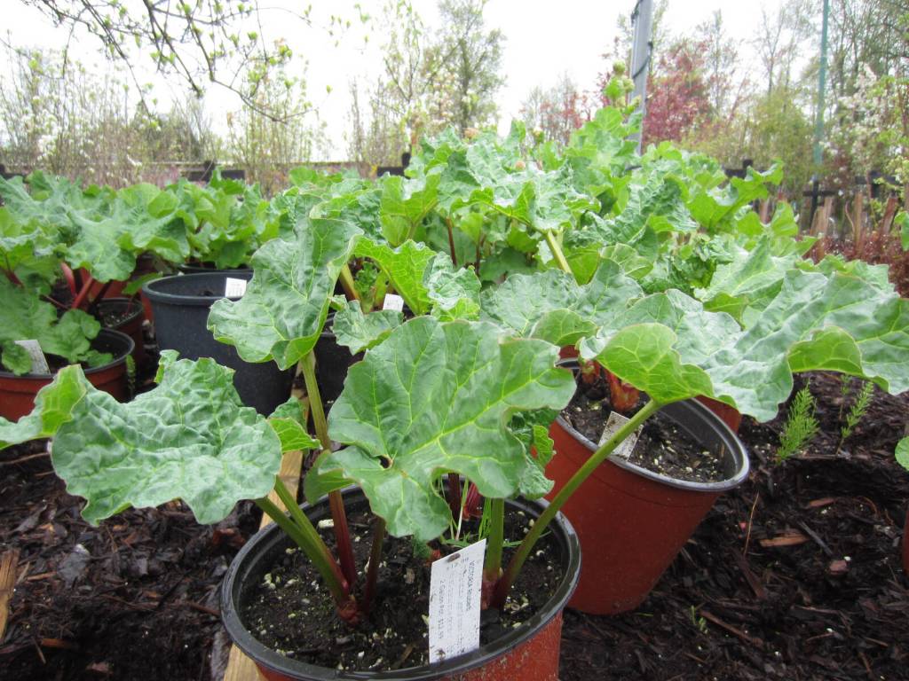 Hope Garden Club plant sale returns this spring The Hope Garden Club will hold its annual plant sale on May 2. (Submitted)