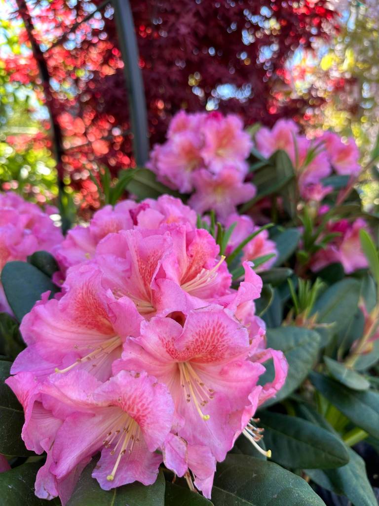 The Golfing Gardener: Growing Rhododendrons Rhododendron Cody (Sunnyside Nursery)