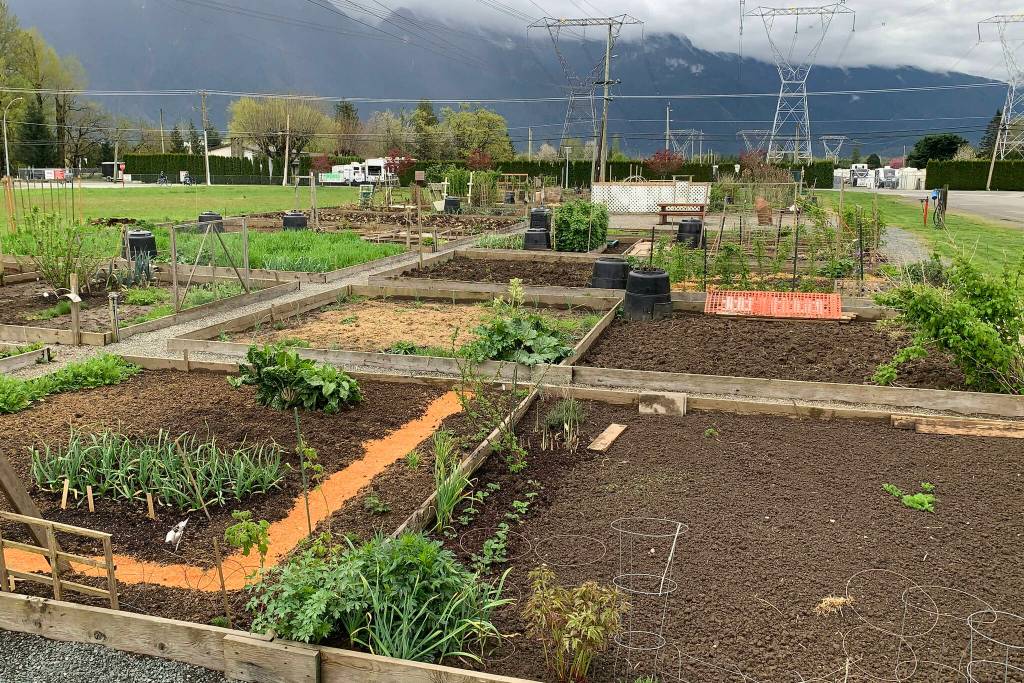 Agassiz Community Gardens prepare for new planting season Members of the Agassiz Community Gardens are getting ready for a new growing season. There are 50 plots and four raised beds, with only a few still available as of publication. (Louisa van Vliet)