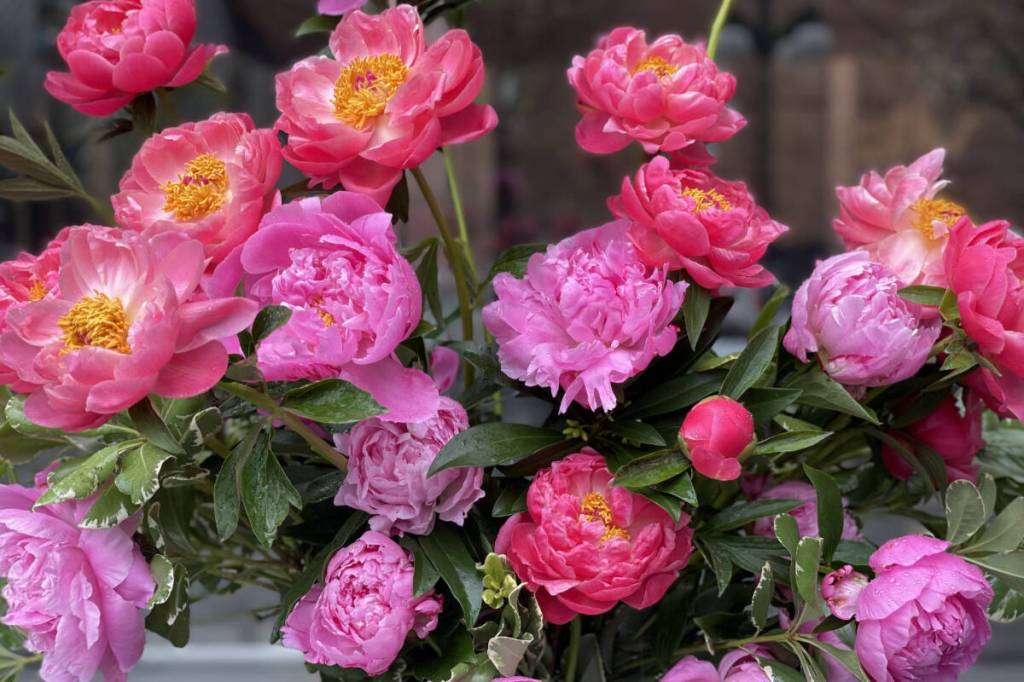 Stop and smell the flowers: Peony Festival blooms in Victoria A 7000 peony festival is coming to Victoria in May. (Courtesy of Cassie LeBlanc)
