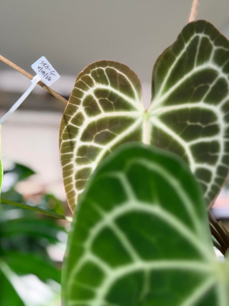 Is this still just a “regular” Anthurium clarinervium?