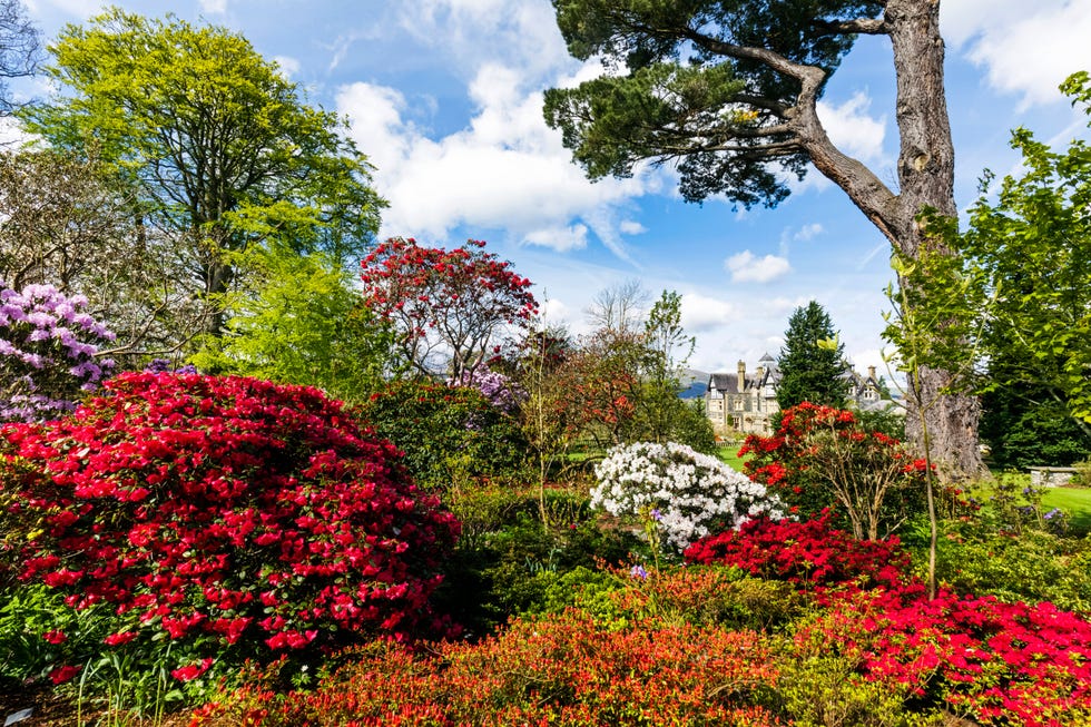 colourful garden of rhododendrons with the historic, tudor style bodnant house in the background