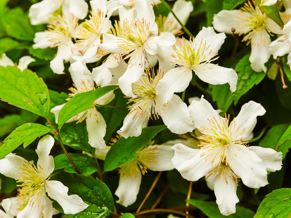 Clematis montana var. Wilsonii close up of clematis montana var wilsonii
