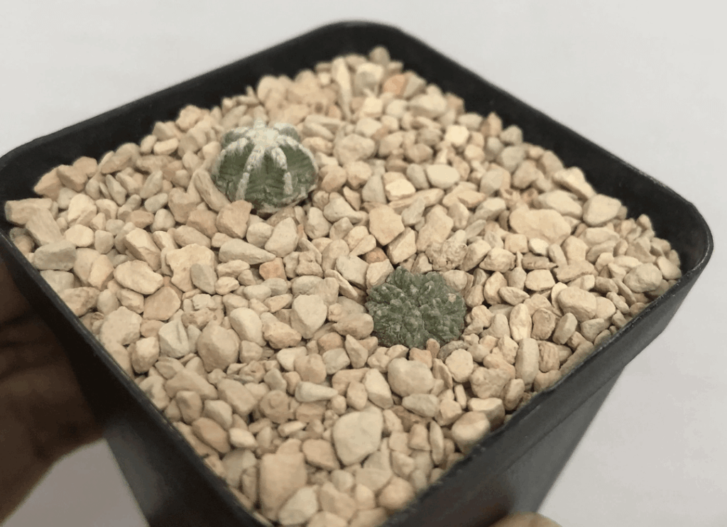 Aztekium after a year past. I see they both has grow bigger than the last time...