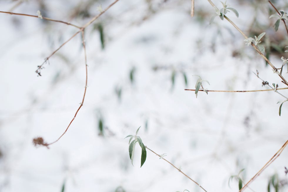Tiny Buddleja davidii nanho leaves covered in snow in winter garden what to prune in march and april summer bloomers