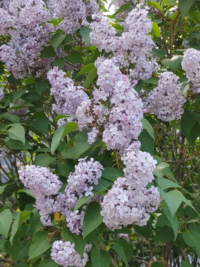 Lilacs in our yard