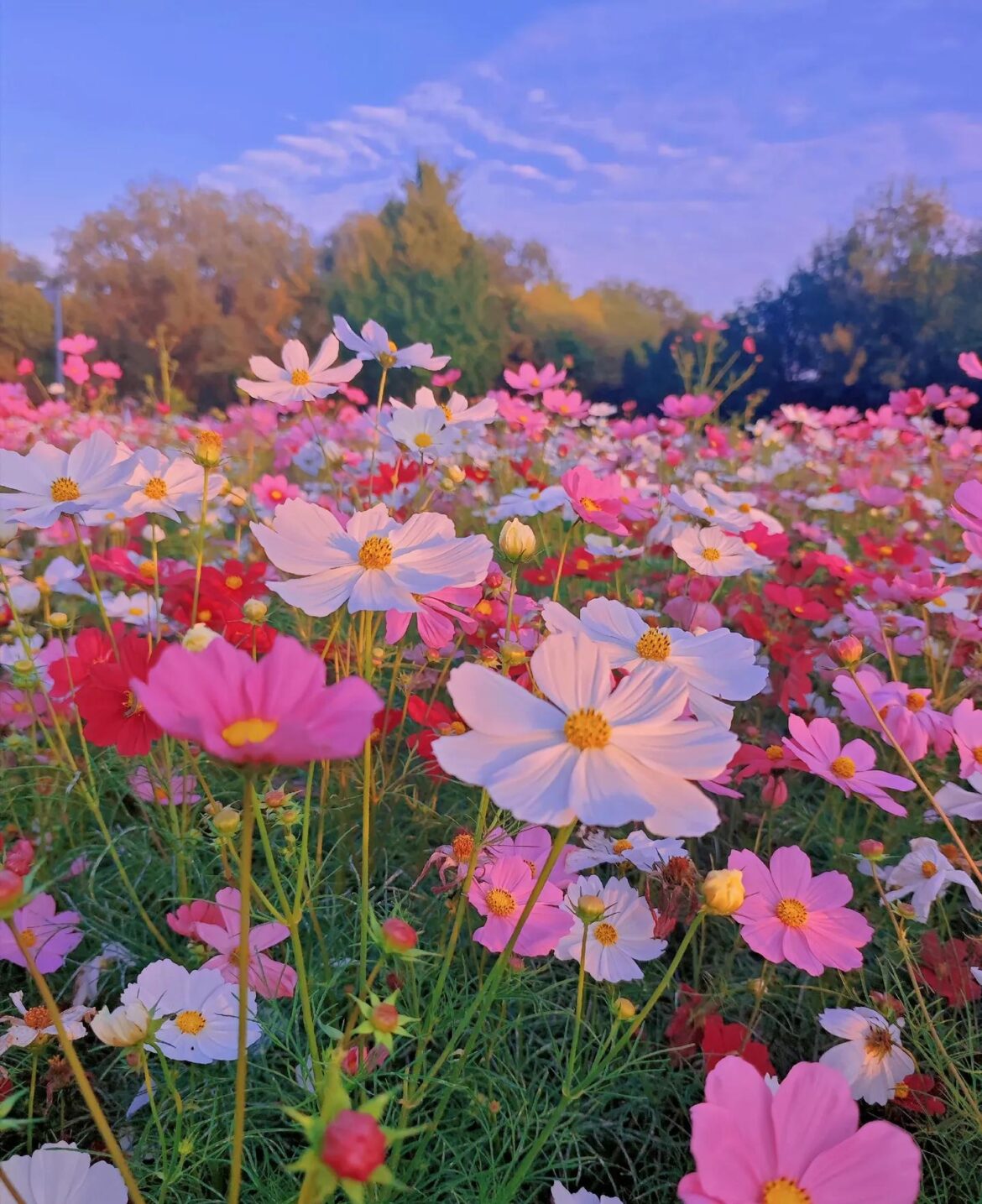 Beautiful Gesang flowers!!