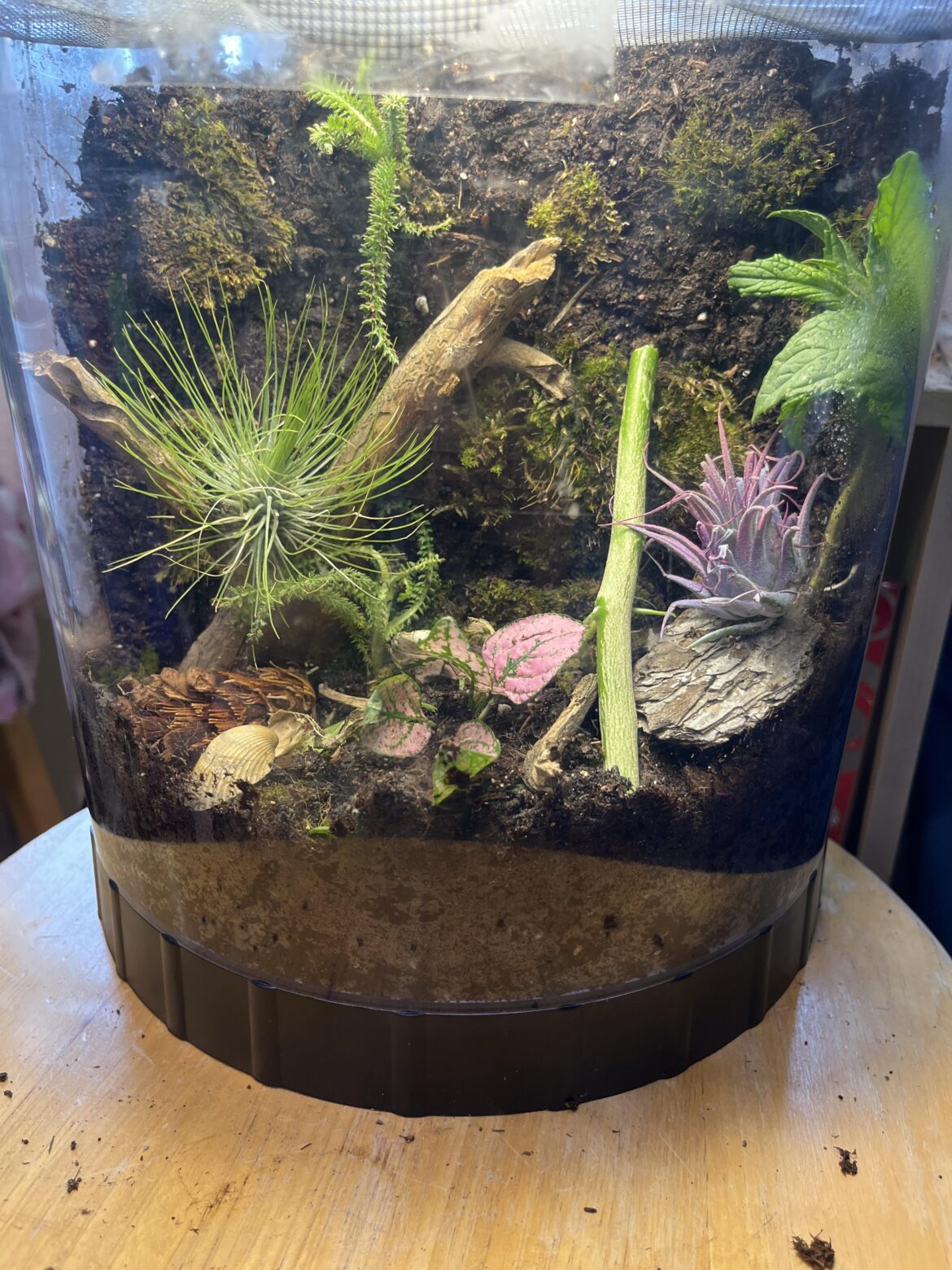 My first bioactive terrarium!  What do yall think? I think I did good for the first time. what else should I add???