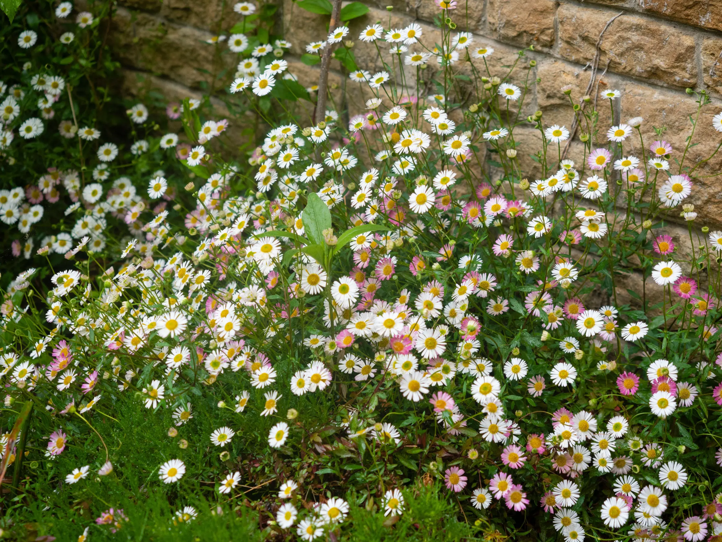 Mexican fleabane flowers, white fading to pink, growing against a stone wall.