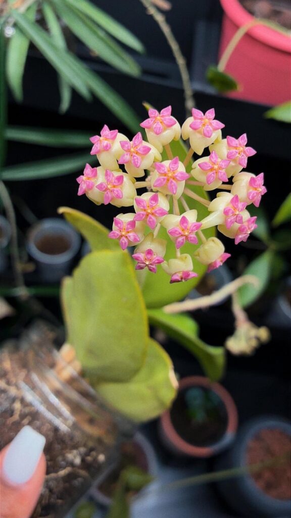 Patcharawalai blooms