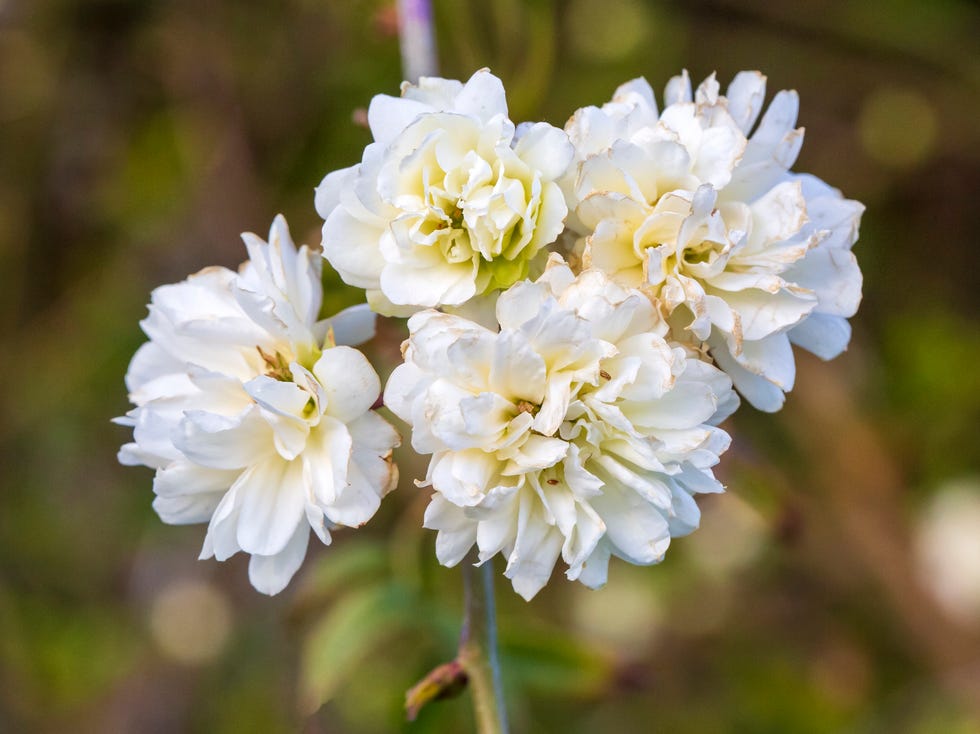 Rosa banksiae ‘Alba’ rosa banksiae alba plena, a thornless, white rambling rose