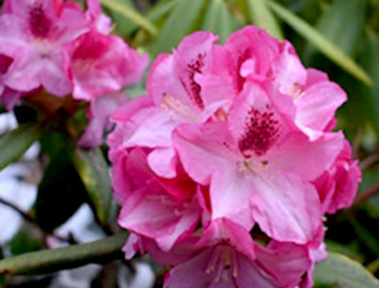 Rhododendron Southgate Splendor