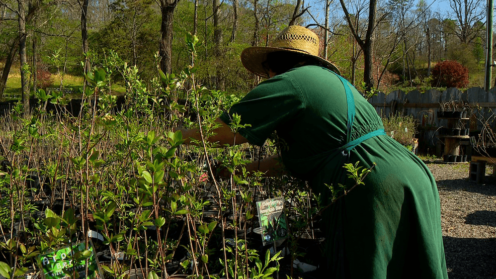 APRIL 10, 2026 - Spring is here in the mountains, and you might be looking to add some colorful plants to your home garden. (Photo: WLOS Staff