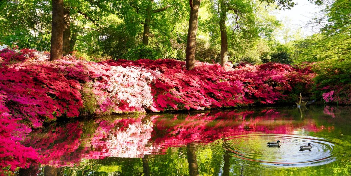 The Best Places To See Rhododendrons And Azaleas In The UK This Spring