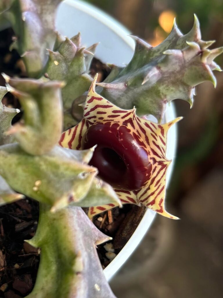 What is this funky flower?!
