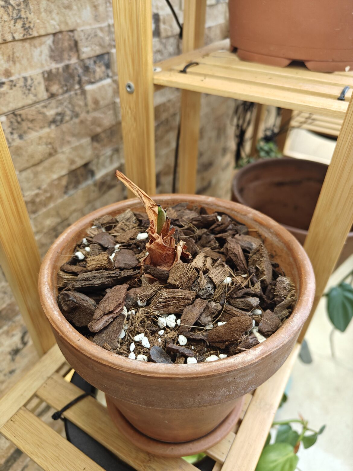 Dying/dead alocasia Dying/dead alocasia