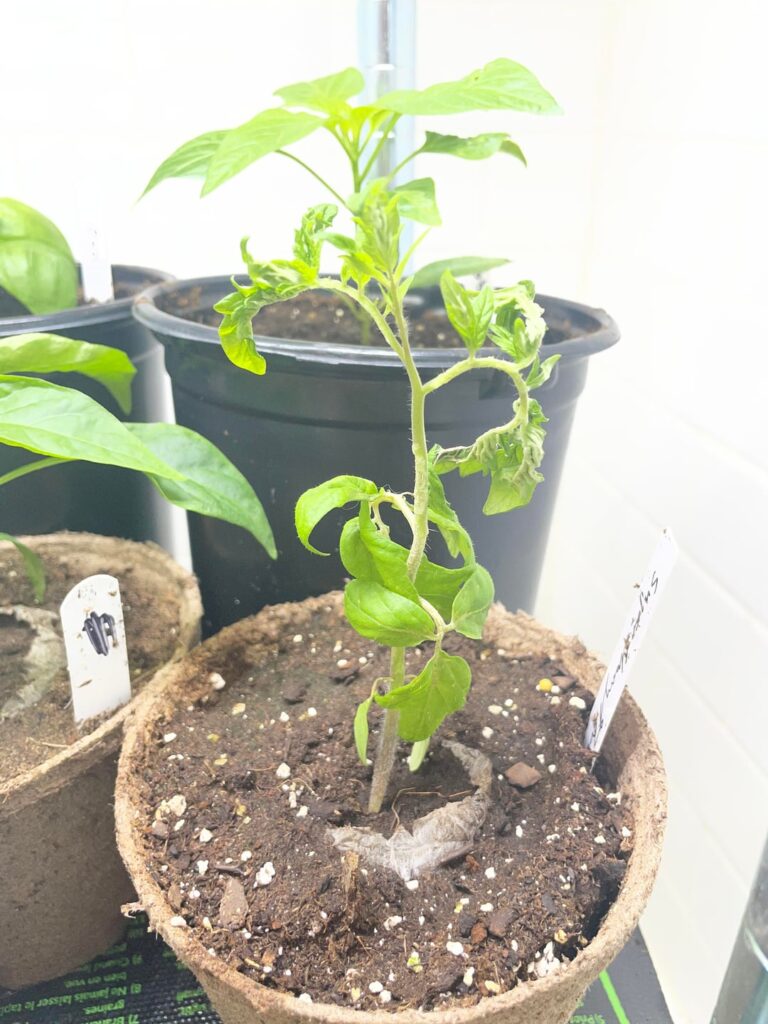 What’s wrong with my tomato plants?
