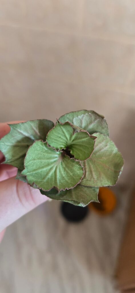 Euphorbia I got from my friend today