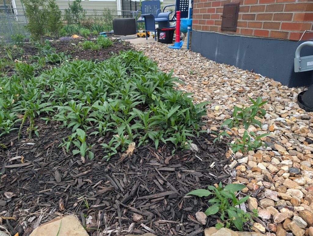 Sunchoke taking over native bed