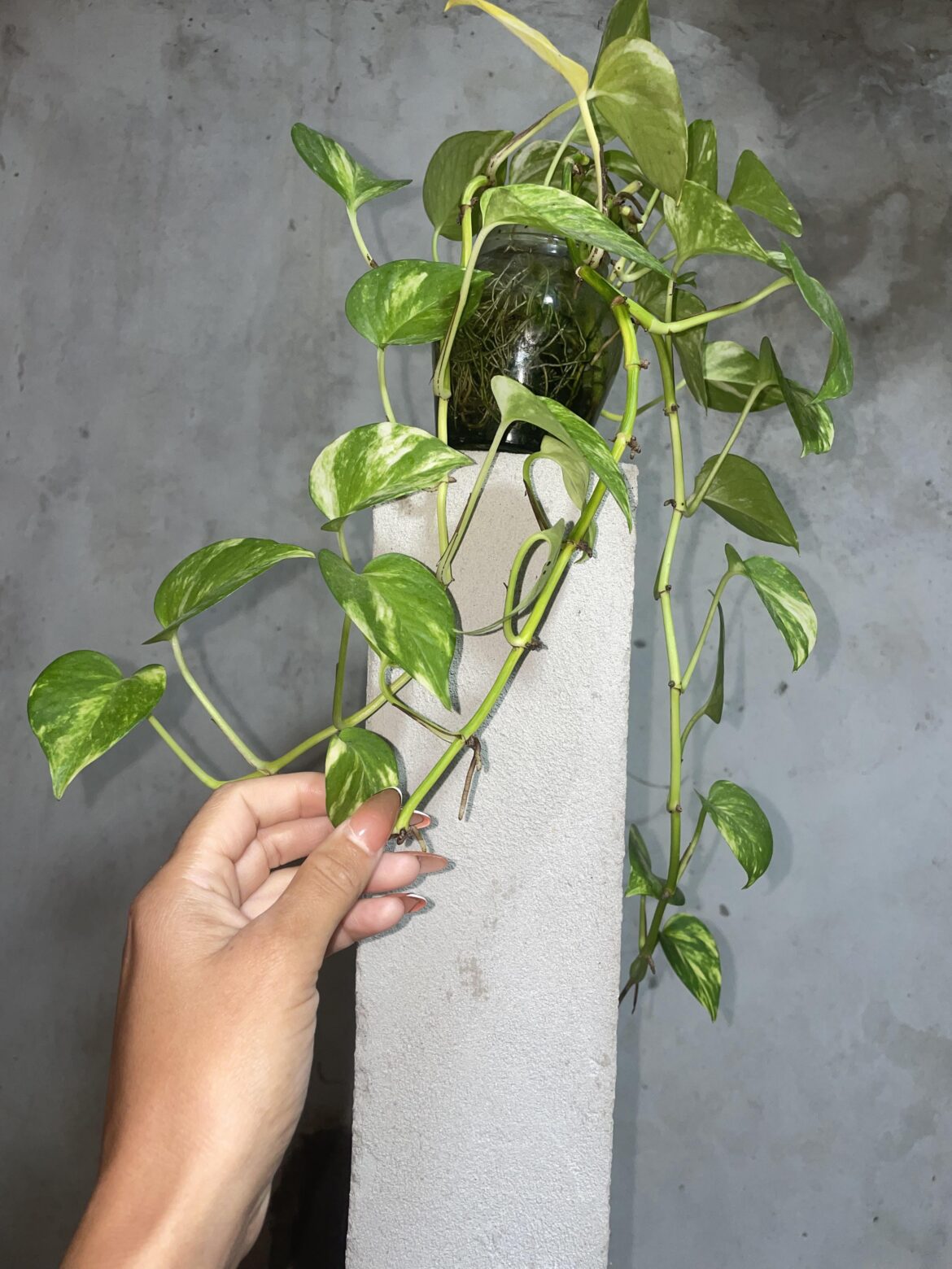 Do you think I should transplant it into the ground?