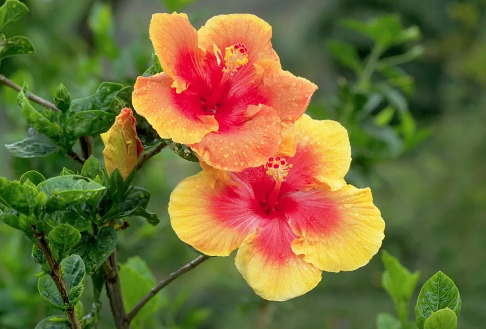 summer flowers, close up of dew covered yellow and red hibiscus flowers
