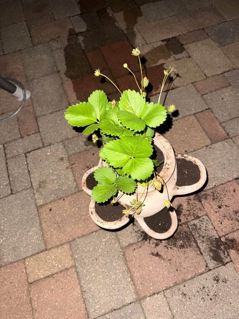 Should I repot?