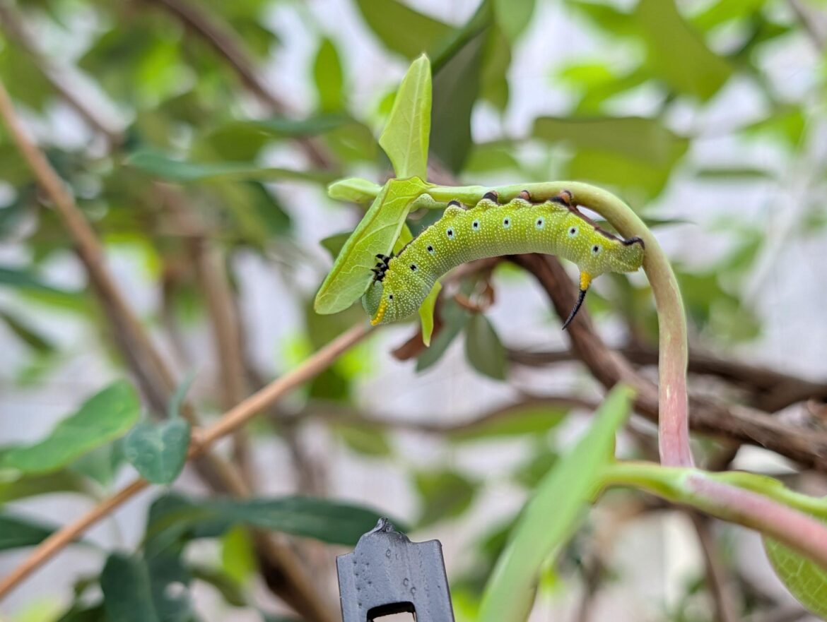 Is this dapper lad a friend or foe? They were on our honeysuckle.