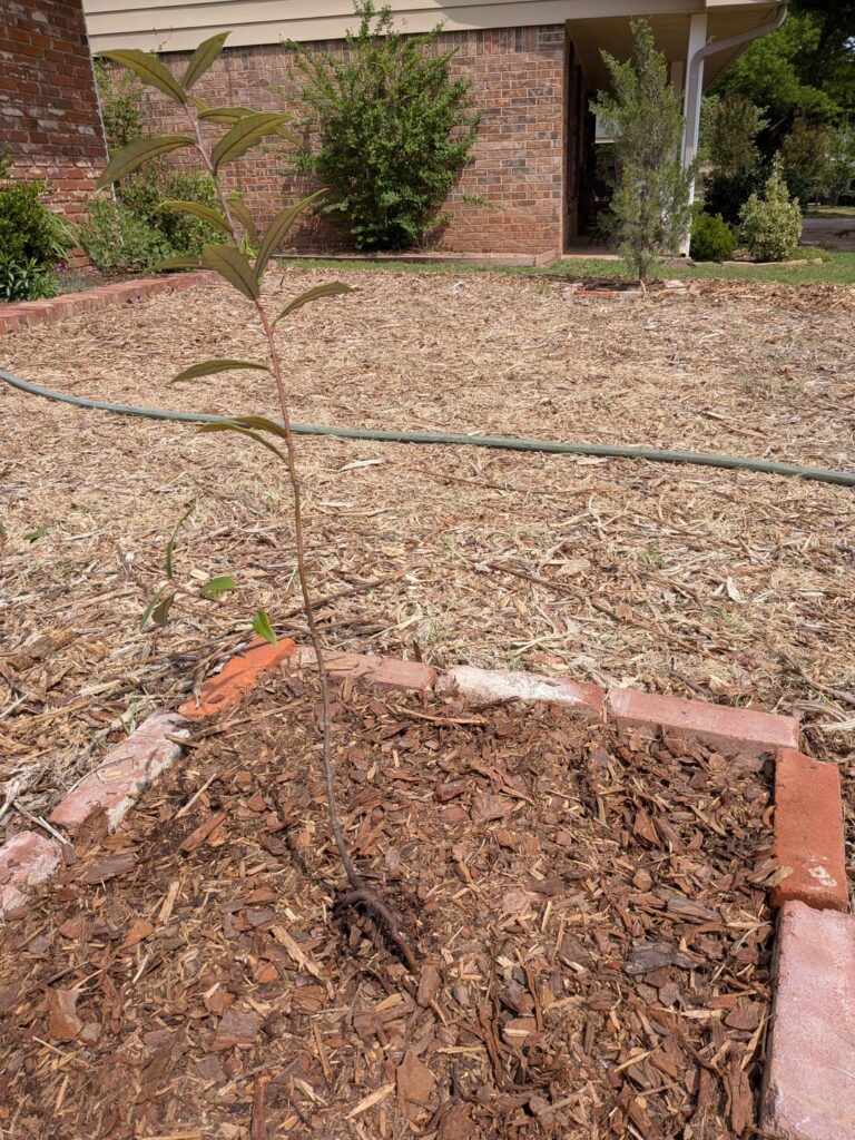 Quercus hypoleucoides planting depth