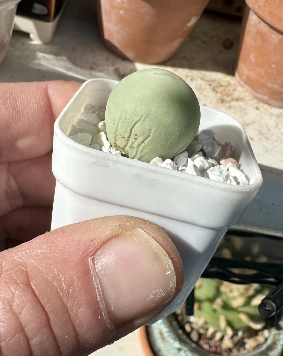 Cono calculus finally showing signs for dormancy, none of the others yet
