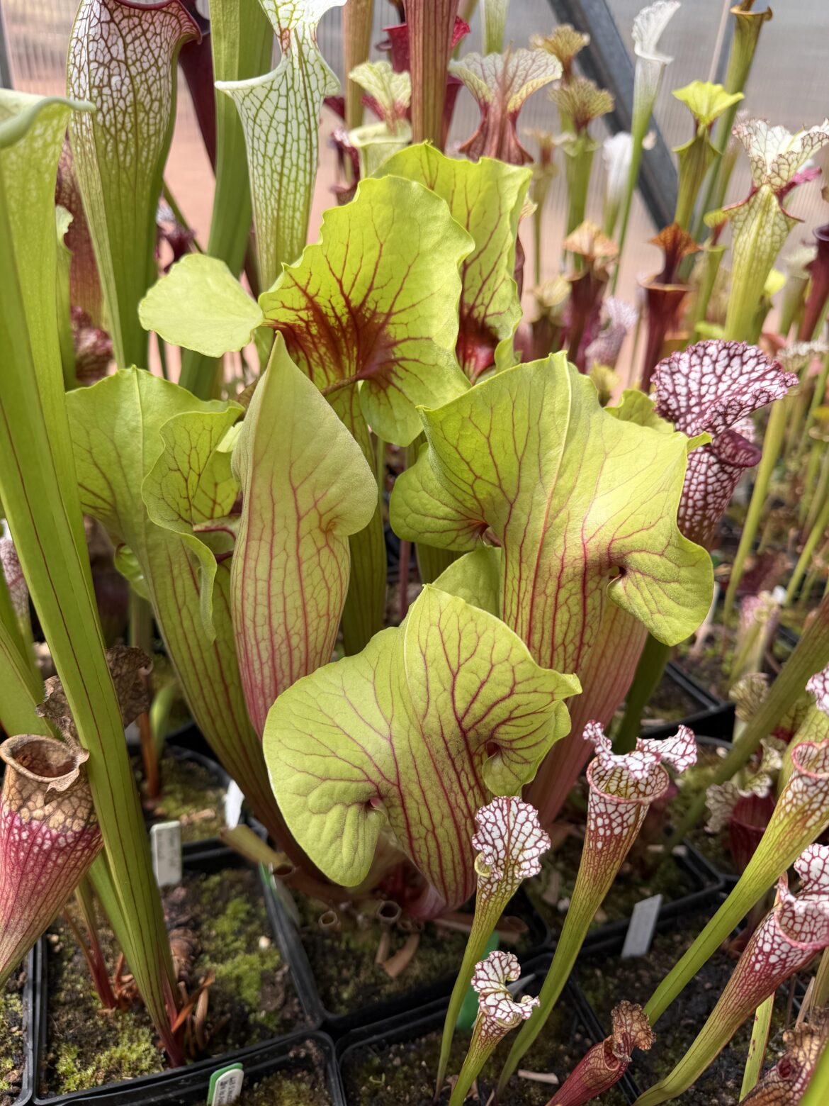 Sarracenia Peaches