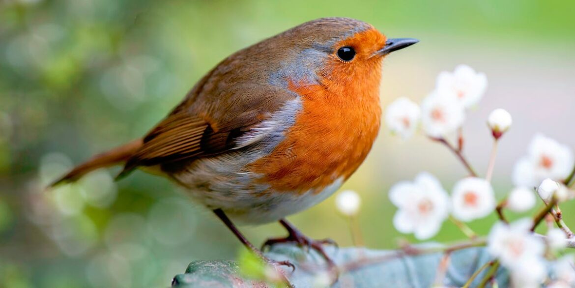 Experts Warn Against Flat Feeders — Here’s The One Food That Keeps Robins Coming Back All Year Experts Warn Against Flat Feeders — Here's The One Food That Keeps Robins Coming Back All Year