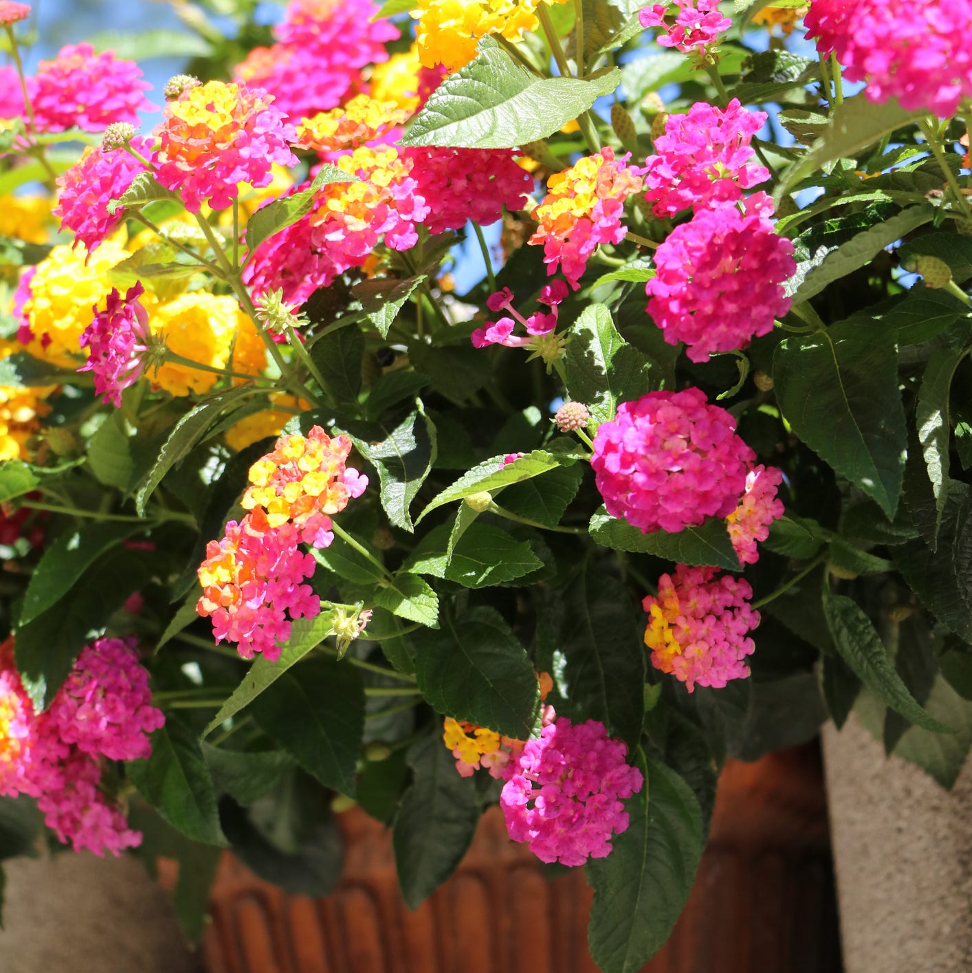 best patio plants