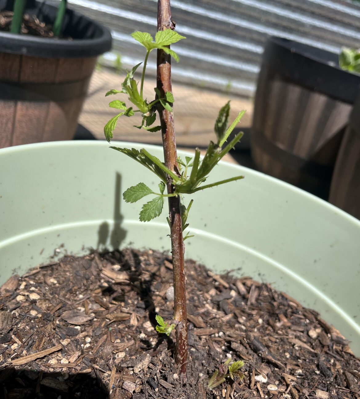 My black raspberry (jewel) plant went missing most of its leaves in one night. Is it squirrels?