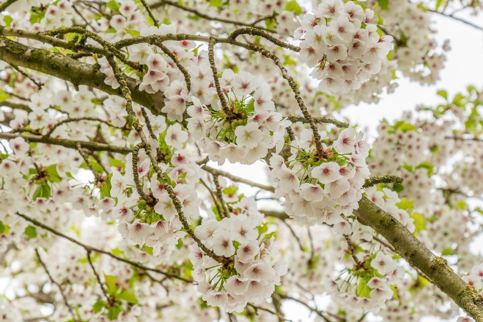 Great White Cherry