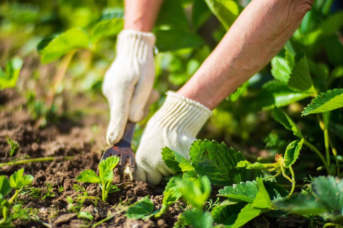 How to Remove Weeds From Your Vegetable Garden—and Keep Them From Coming Back How to Remove Weeds From Your Vegetable Garden—and Keep Them From Coming Back