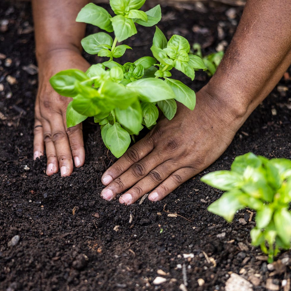 closeup of hands planting vegetables in community garden