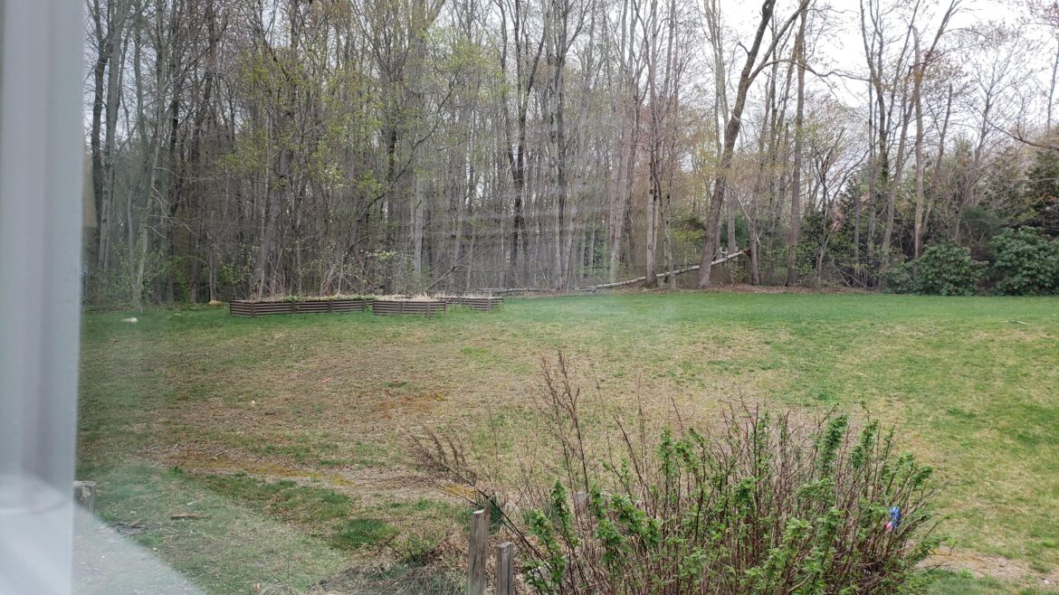 Want to plant something native to Connecticut on this hill