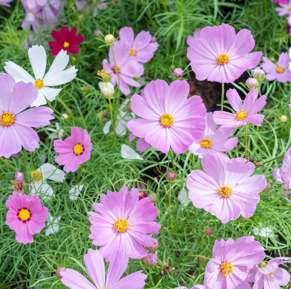 pink colour cosmos flower is a genus of garden plants. pink colour cosmos flower is a genus of garden plants.