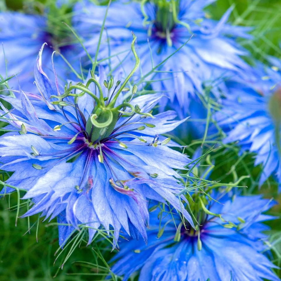  Nigella plants with bright blue flower heads. 