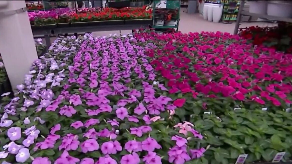 Gardeners concerned for their plants ahead of late-season overnight freeze – NBC New York