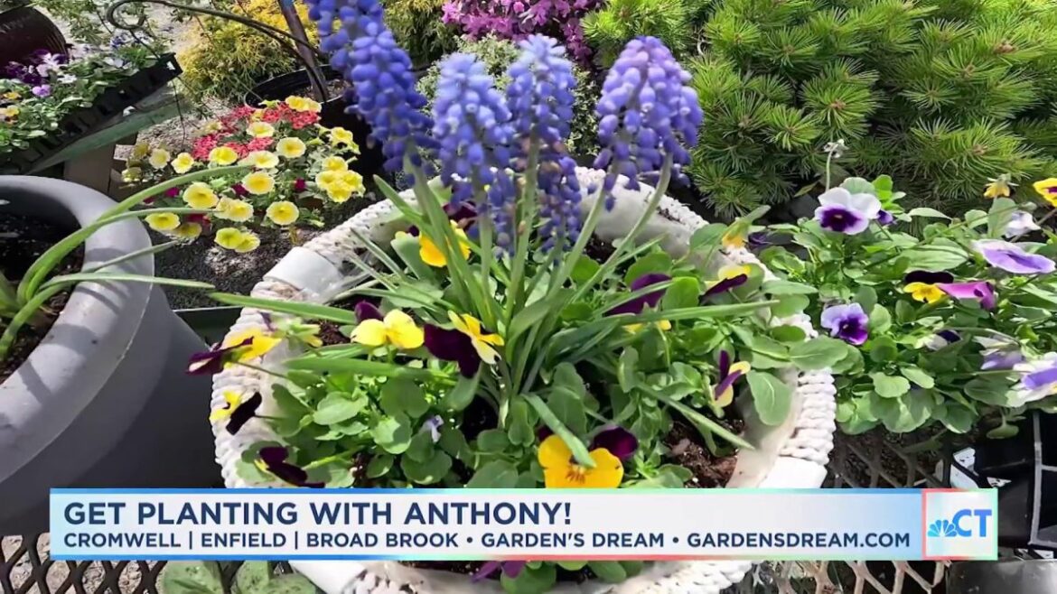 CT LIVE: Earth Day – Gardening with Anthony – NBC Connecticut