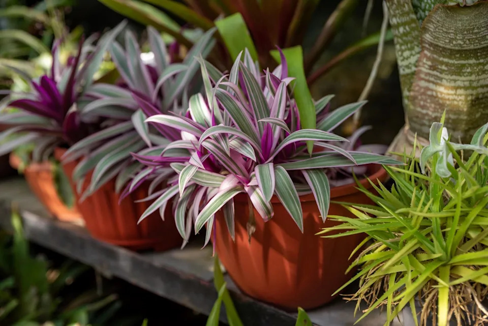 tradescantia spathacea 'stripe me pink' with vibrant pink and green striped leaves, potted in terracotta, perfect for indoor or outdoor gardens