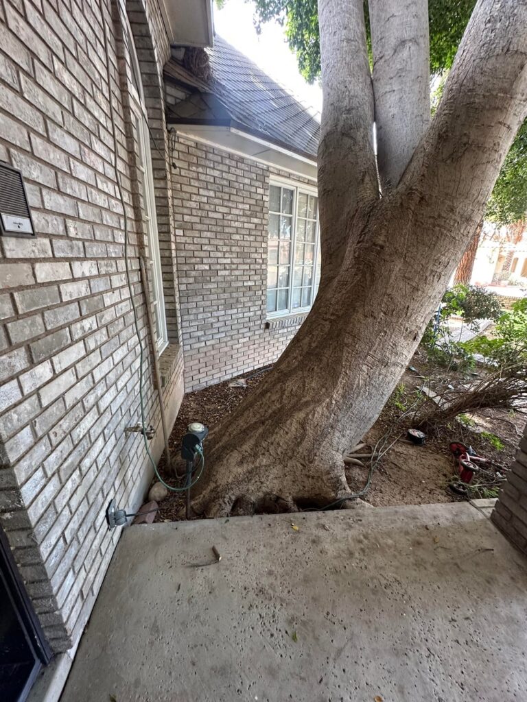 How should I manage this ficus?