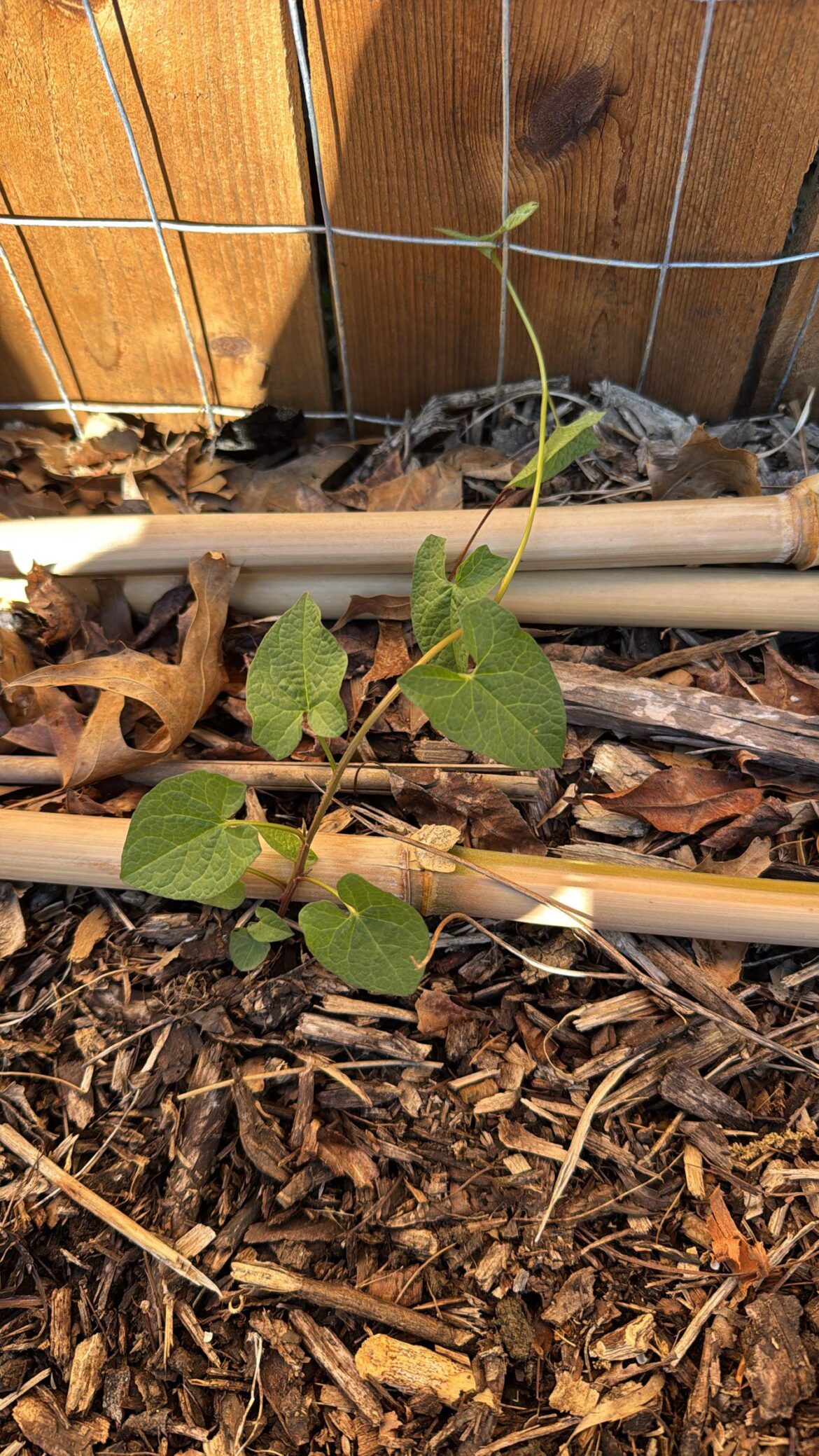 This vine is indestructible and is popping up everywhere. Thoughts? Cincinnati Ohio