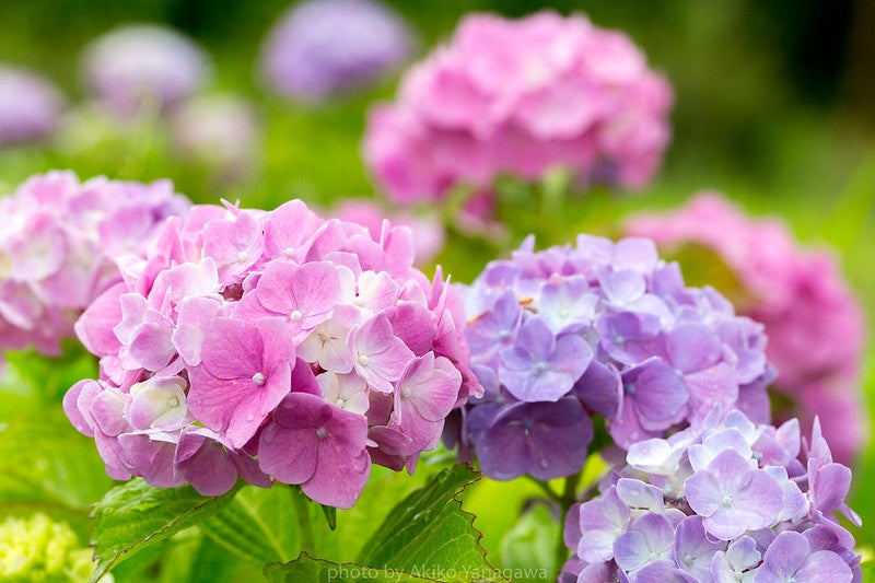 Clusters of pink and purple hydrangea flowers in bloom with green foliage in the background.
