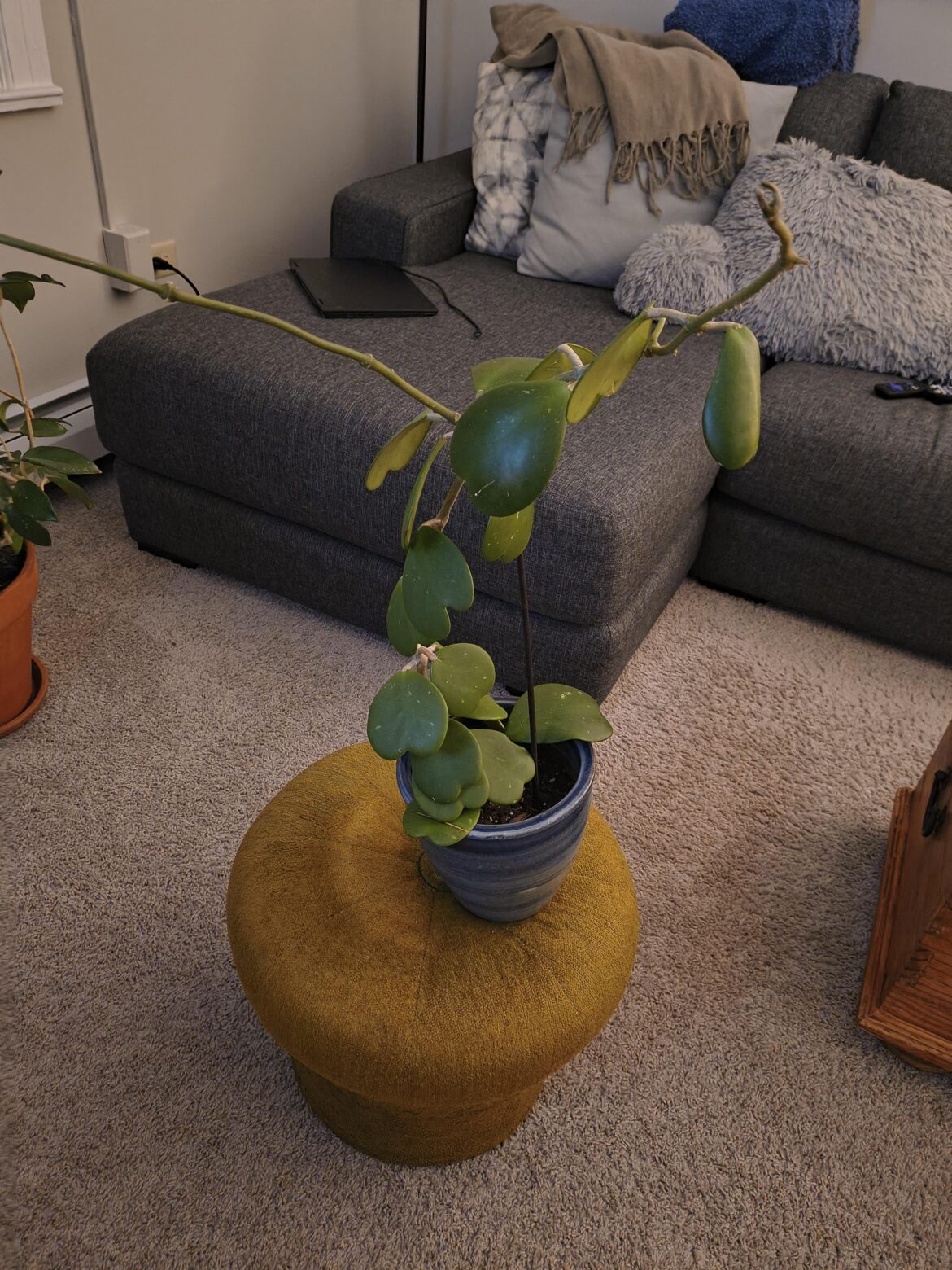 Kerri Hoya