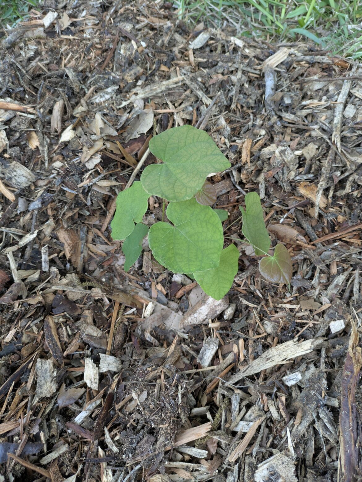 Redbud Surprise?