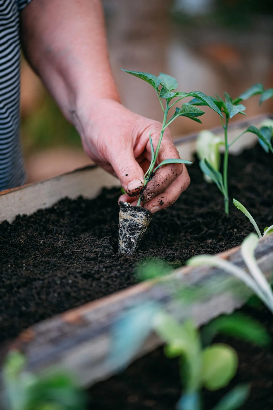 are you planting tomatoes too early