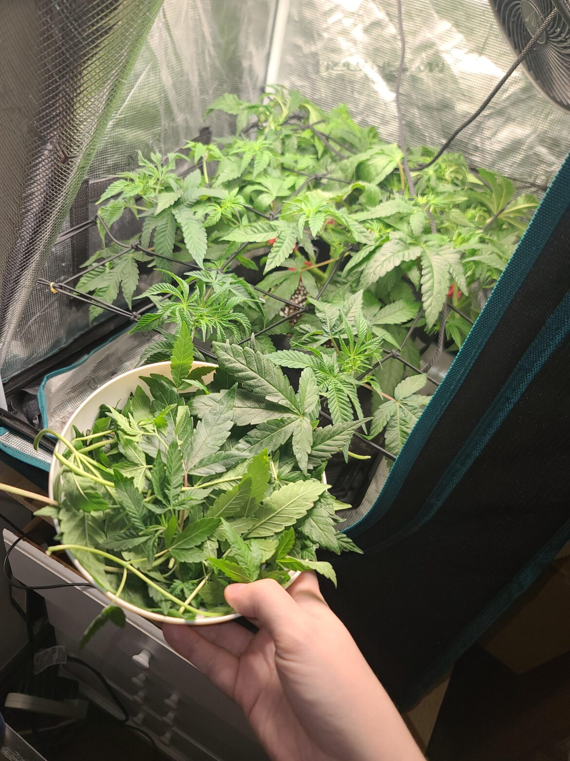 What do you guys do with your fan leaves?